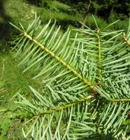 Abies sachalinensis (F. Schmidt) Mast. – Photo: Andrea Moro 2007, Dryades TSB45473.jpg