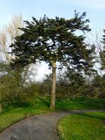 Abies homolepis Siebold & Zucc. – Photo: Andrea Moro 2009, Dryades TSB63563.jpg