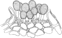 Frommea obtusa (Str.) Arth. Abb1016 (Gäumann 1959, Rostpilze Mitteleuropas).png