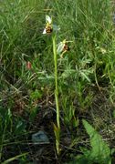 Habit of Ophrys apifera Huds. (photo Andrea Moro 2004)