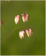 Spikelets of Briza media L.