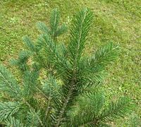 Abies amabilis Douglas ex J. Forbes – Photo: Andrea Moro 2007, Dryades TSB46597.jpg