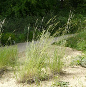 Habit of Arrhenatherum elatius (L.) P. Beauv. ex J. Presl & C. Presl subsp. elatius (photo Andrea Moro 2008)