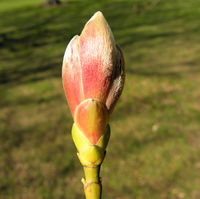 Acer cappadocicum subsp. sinicum (Rehder) Hand.-Mazz. – Photo: Andrea Moro 2009, Dryades TSB62839.jpg