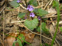 Glechoma hederacea JuliaKruse 1.jpg