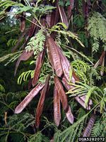 Leucaena leucocephala IPM5282072.jpg