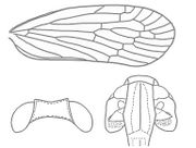 Malenia eshowensis wing head.jpg