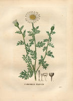 Anthemis altissima.jpg