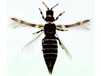 Caliothrips impurus PaDIL136397a.jpg