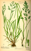 Illustration Poa trivialis0.jpg