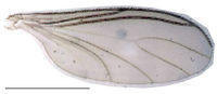 Leptosciarella helvetica Wing FI9186.jpg