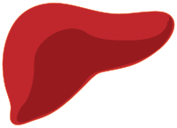 Liver.svg