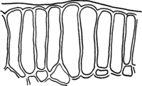Melampsora euphorbiae (Schub.) Cast. Abb0158a (Gäumann 1959, Rostpilze Mitteleuropas).png