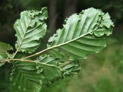 Pflanzengalle Aceria macrotricha auf Carpinus betulus (Blattunterseite)