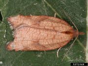 Acleris rhombana IPM5371048.jpg