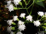 Ageratina altissima IPM5445038.jpg