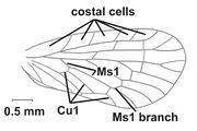 Alara dux forewing.jpg