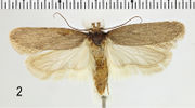 Depressariinae (10.3897-zookeys.684.13383) Figure 2.jpg