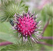 Arctium minus