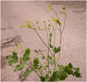 Habit of Pastinaca sativa L. subsp. sativa (photo Andrea Moro 2004)