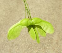 Acer cappadocicum subsp. lobelii (Ten.) A.E.Murray – Photo: Andrea Moro 2007, Dryades TSB46030.jpg