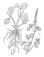 Linedrawing Solenostemon rotundifolius.gif