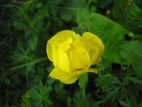 Trollius europaeus JuliaKruse 1.jpg