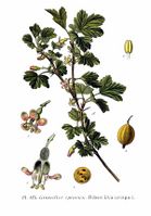 125 Ribes uva-crispa L.jpg