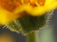 Calendula arvensis flower (18).jpg