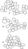 Coleosporium senecionis (Pers.) Fr. Abb0092 (Gäumann 1959, Rostpilze Mitteleuropas).png