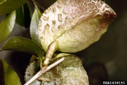 Exobasidium camelliae IPM1436151.jpg