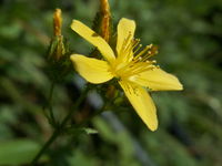 Hypericum montanum08.jpg