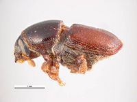 Scolytus laevis PaDIL135972b.jpg