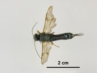 Sirex juvencus PaDIL136361a.jpg