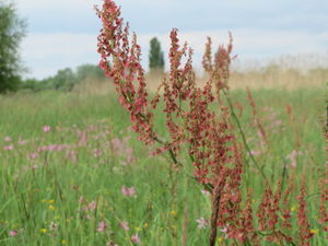 20160517Rumex thyrsiflorus.jpg