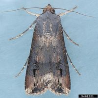 Agrotis ipsilon IPM5461221.jpg