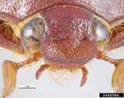 Antitrogus rugulosus IPM5462586.jpg