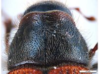 Dendroctonus rufipennis PaDIL136058e.jpg