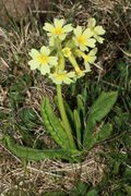 Plant portrait of Primula intricata Gren. & Godr. (photo Umberto Ferrando)