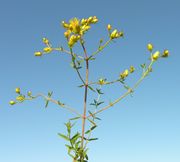 Overview of Hypericum perforatum L. subsp. perforatum (photo Andrea Moro 2007)