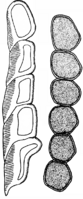 Endophyllum euphorbiae silvaticae (DC.) Wint. Abb1069 (Gäumann 1959, Rostpilze Mitteleuropas).png
