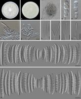 Fusarium incarnatum Persoonia 2019.jpg