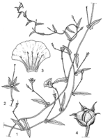 Linedrawing Merremia tridentata.gif