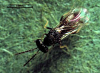 Sympiesis stigmatipennis bugnews.jpg