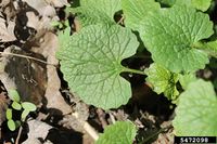 Alliaria petiolata IPM5472098.jpg