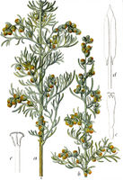 Artemisia maritima Sturm36-cropped.jpg