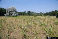 Asclepias syriaca IPM5396414.jpg