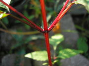 Bidens frondosa JuliaKruse 3.jpg