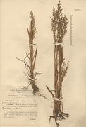 Herbarium sheet of Catabrosa aquatica (L.) P. Beauv. (photo Dryades project)