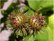 Arctium minus